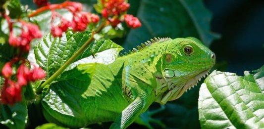 rettili e anfibi cosa mangiano le iguane