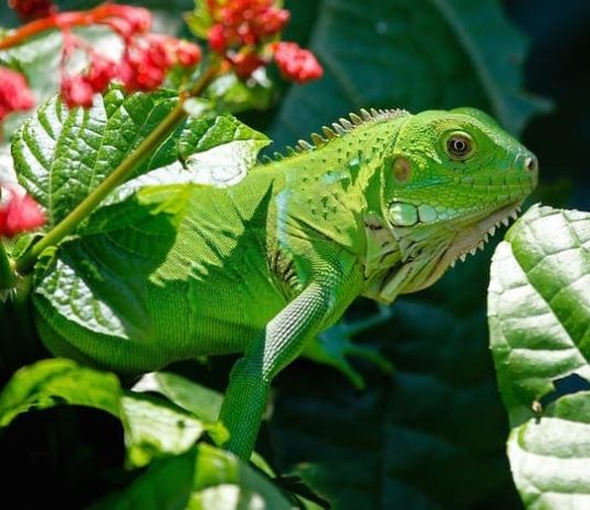 rettili e anfibi cosa mangiano le iguane