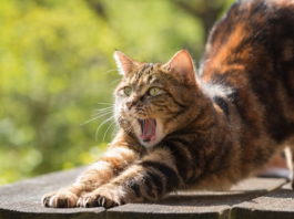 feromoni nel gatto