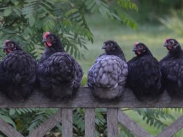 gallina