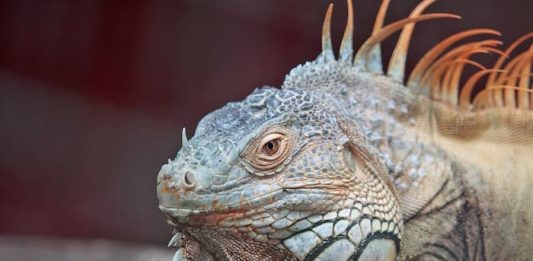 Gotta nelle iguane: bisogna fare attenzione all’alimentazione gotta nelle iguane