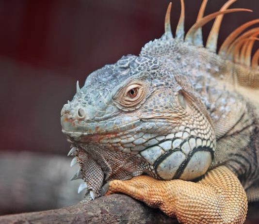 gotta nelle iguane