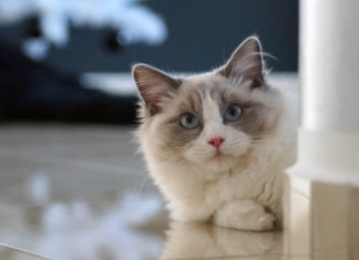 graffi del gatto dolore
