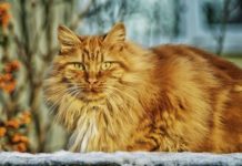 i sensi del gatto