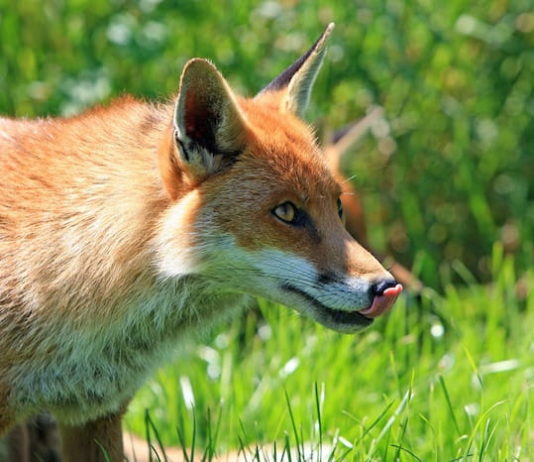 la rabbia