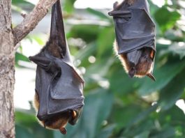 pipistrelli
