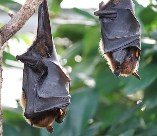 pipistrelli