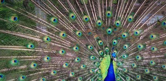 La cura del piumaggio e delle zampe negli uccelli: come fare? piumaggio
