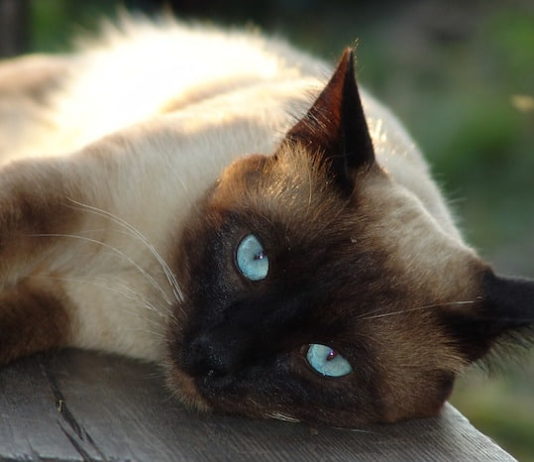 predatore
