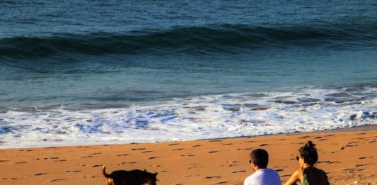 Un sereno ritorno dalle ferie con il nostro amico a 4 zampe? è possibile! ritorno dalle ferie