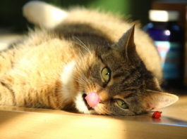 senso del gusto nel gatto