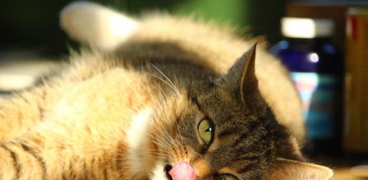 senso del gusto nel gatto