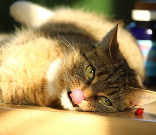 senso del gusto nel gatto