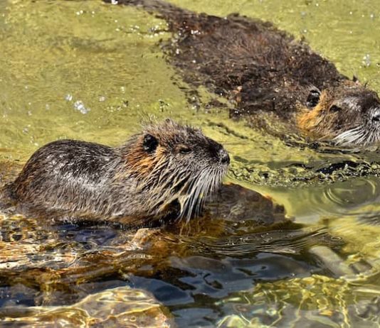 Specie aliene in aumento da decenni: una gestione scappata di mano specie aliene