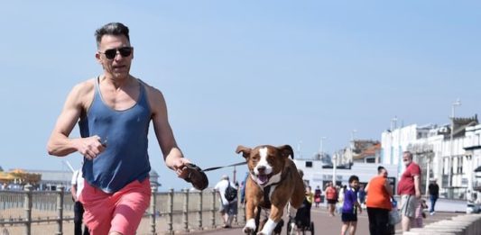 Stare in forma con l’amico a quattro zampe? Ecco i consigli degli esperti! stare in forma