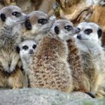 suricata suricato