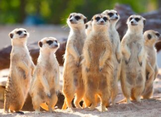 suricata suricato