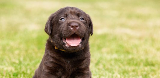 sviluppo del cucciolo