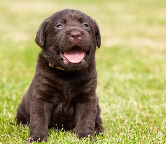 sviluppo del cucciolo