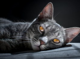 Le vibrisse del gatto: cosa sono e a cosa servono? vibrisse del gatto