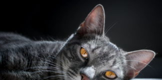 vibrisse del gatto