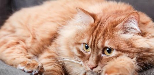 Visita veterinaria e gatto: un binomio non sempre facile da affrontare visita veterinaria