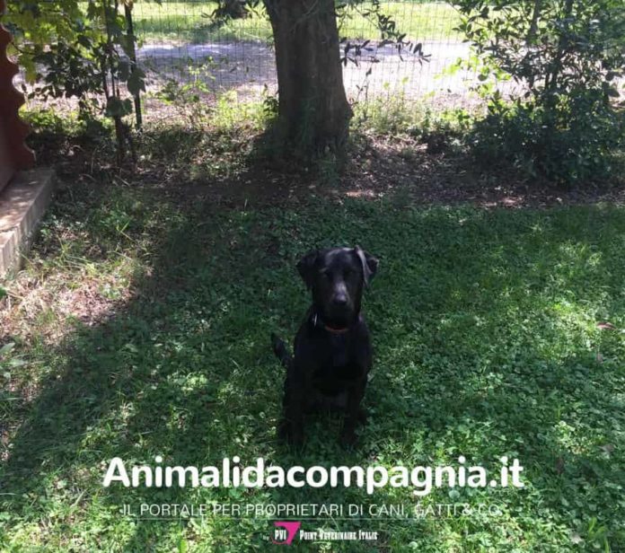Lilli 8 anni - Roma Lilli 8 anni - Roma