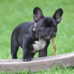 French bulldog