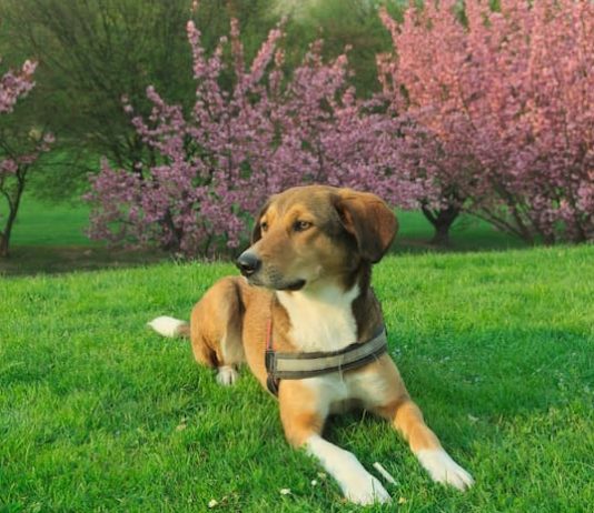 accesso ai cani