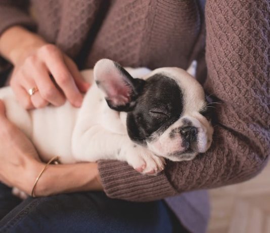 accrescimento dei cuccioli