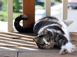 Allevamento felino: La nazione-culla è il Regno Unito allevamento felino