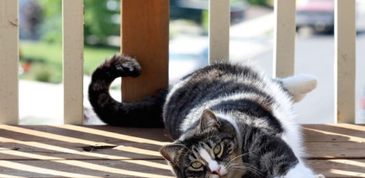 allevamento felino