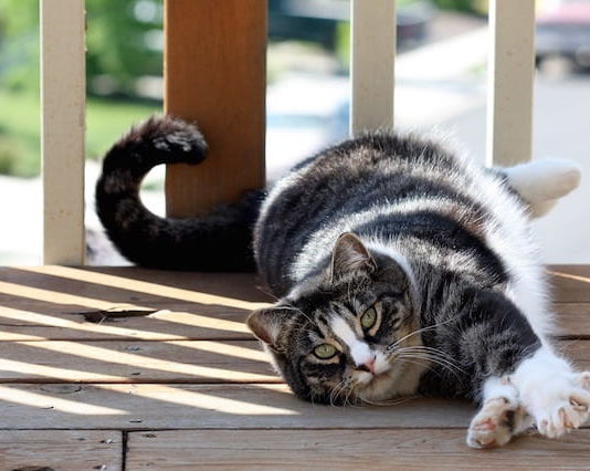 Allevamento felino: La nazione-culla è il Regno Unito allevamento felino