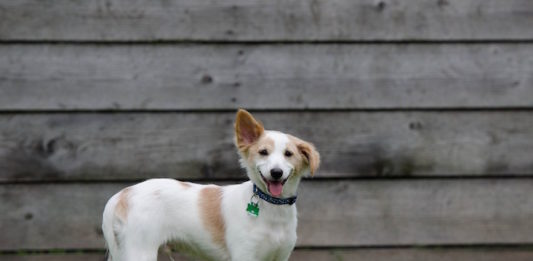 Nasce Anpca: Associazione di categoria delle pensioni per cani autorizzate anpca