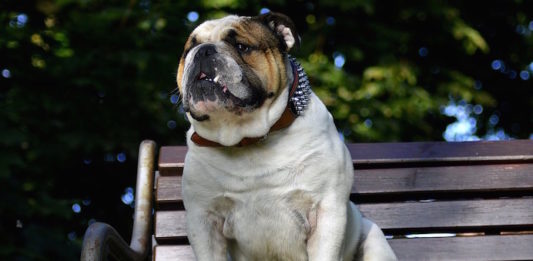 Come comportarsi in area cani? Ecco cinque consigli da seguire come comportarsi in area cani