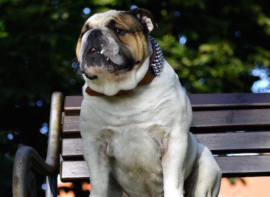 Come comportarsi in area cani? Ecco cinque consigli da seguire come comportarsi in area cani