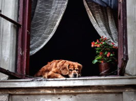 assicurazioni per gli animali domestici