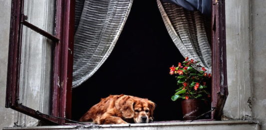 assicurazioni per gli animali domestici