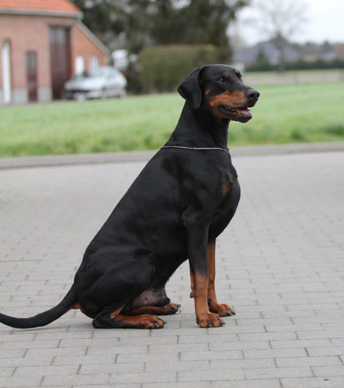 cani cani
