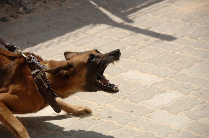 cani aggressivi cani aggressivi