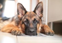 cani più famosi delle serie tv