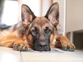 cani più famosi delle serie tv
