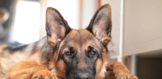 cani più famosi delle serie tv