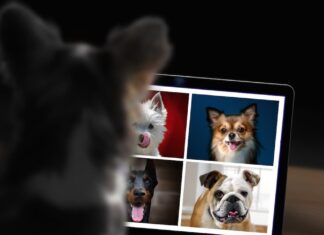 cani più popolari su instagram