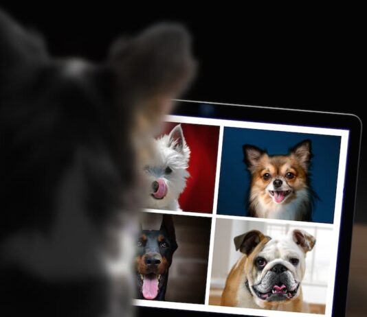 cani più popolari su instagram