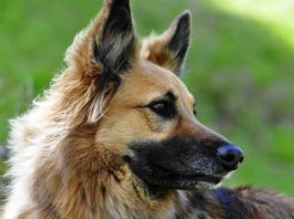 capillariosi nasale canina