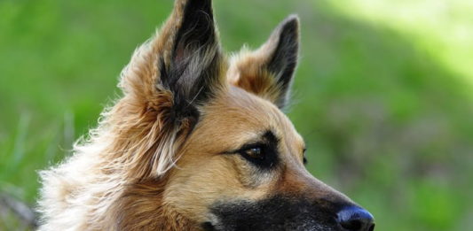 Capillariosi nasale canina: malattia parassitaria che colpisce il cane capillariosi nasale canina