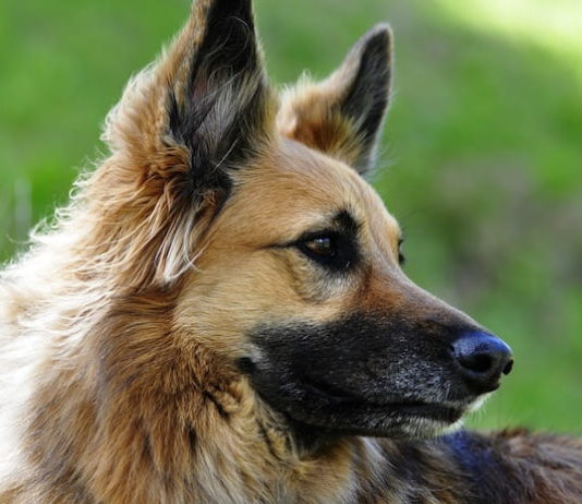 capillariosi nasale canina