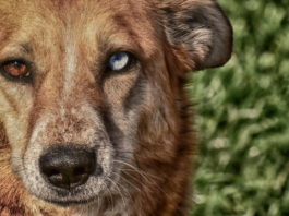 come vede il mio animale