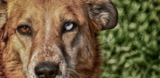 come vede il mio animale